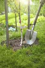 Shovel in Dirt