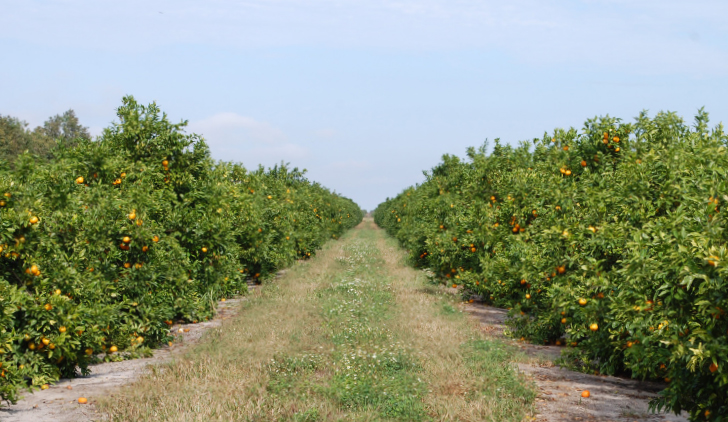 Citrus Crops