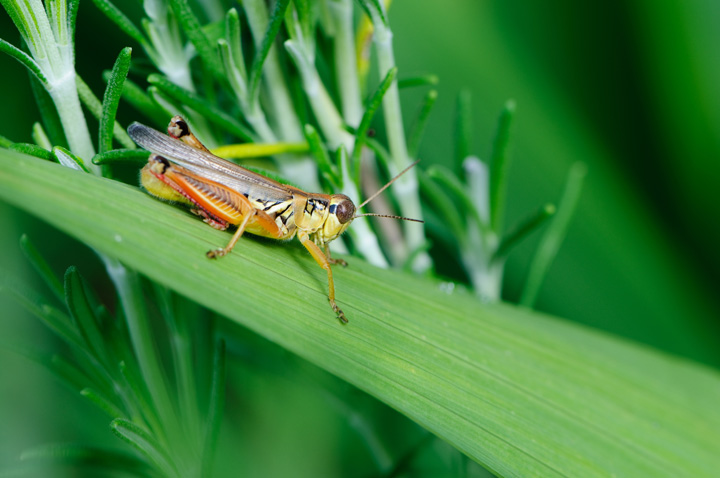 cricket