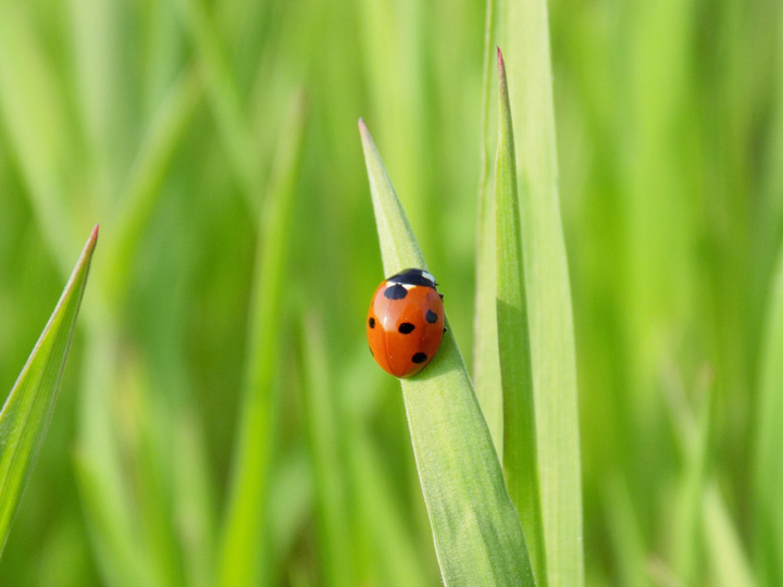 ladybug