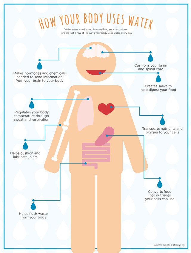 Infographic: How your body uses water